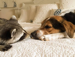 云呼免费网络电话